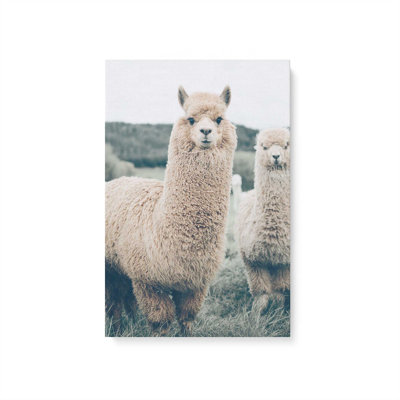 Impression sur toile Alpaca Charm