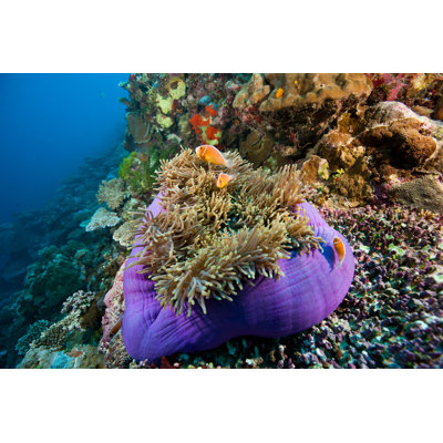 Swemford Anemonefish on Sea Anemone - Photographie sur toile tendue