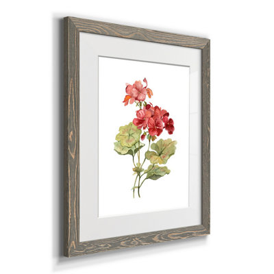 " Scarlet Geranium "