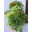 Pot de fleurs mural en plastique Penman