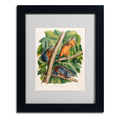 «Red-Bellied Squirrel» par John James Audubon - reproduction d'art sur toile