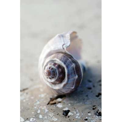 " Gifts Of The Shore III " by Elena Ray