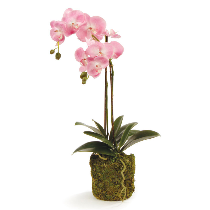 Conservatory Orchid Drop in Plant, 23" H x 7.5" W x 7.5" D