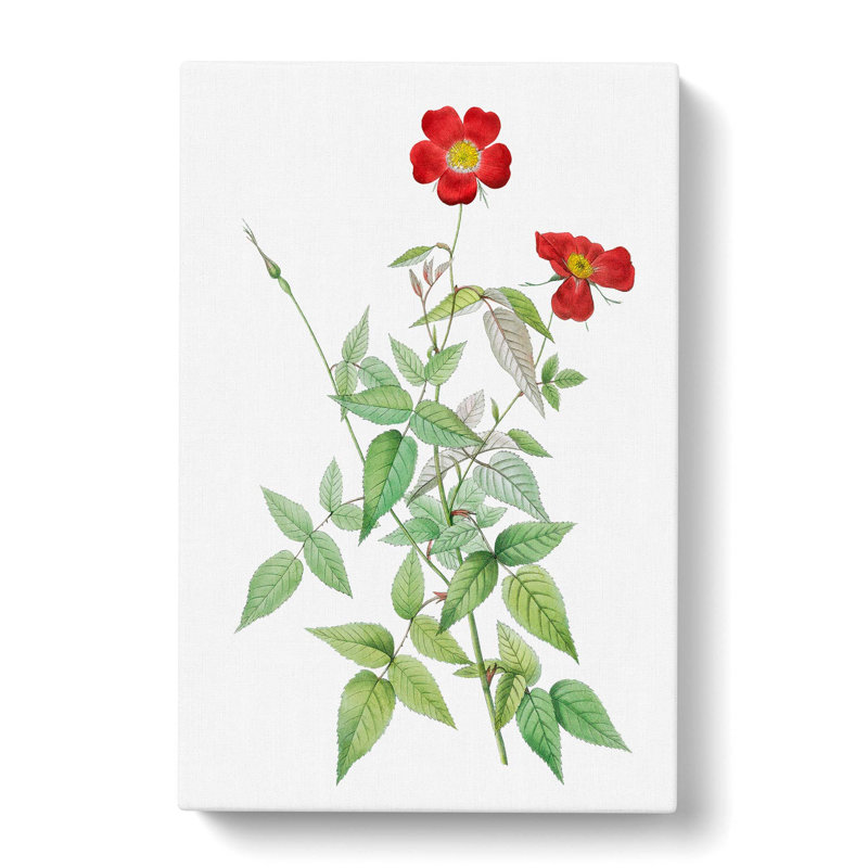 Rosebush by Pierre-Joseph Redoute - Wrapped Canvas, 50cm H x 35cm W x 3cm D