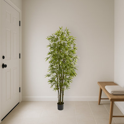 Bamboo Tree with Multiple Trunks
