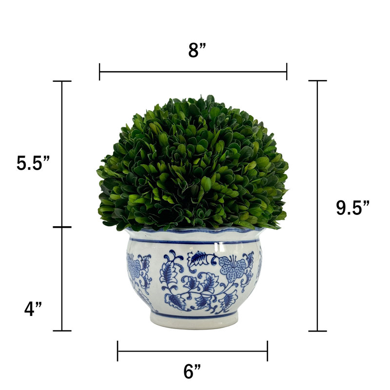 Preserved Arrangement in Pot, 7.9" H x 9.5" W x 9.5" D
