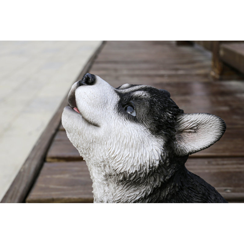 CHIOT SIBERIEN HUSKY PUPPY