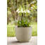 Plant Pot-72816986-72816987