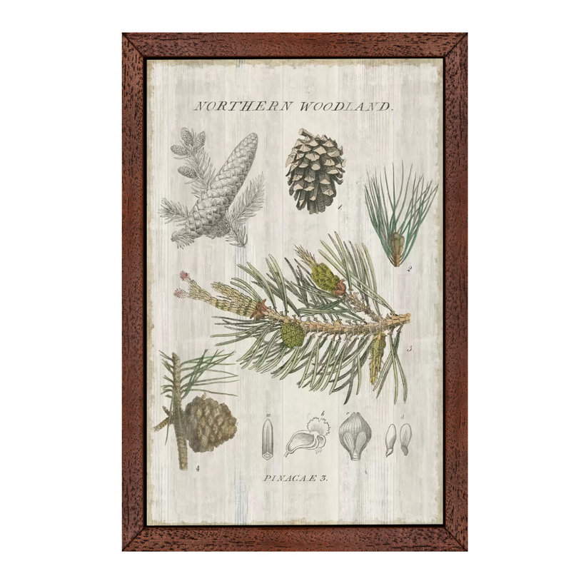 Woodland Chart III by Sue Schlabach - Print on Canvas, Brown Framed, 152.5 cm H x 101.5 cm W