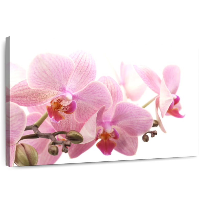 Orchidées Harnek Dreamy Violet, H 20 po x l 30 po