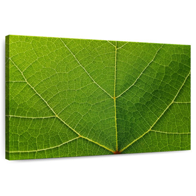 Harnek Grape Leaf