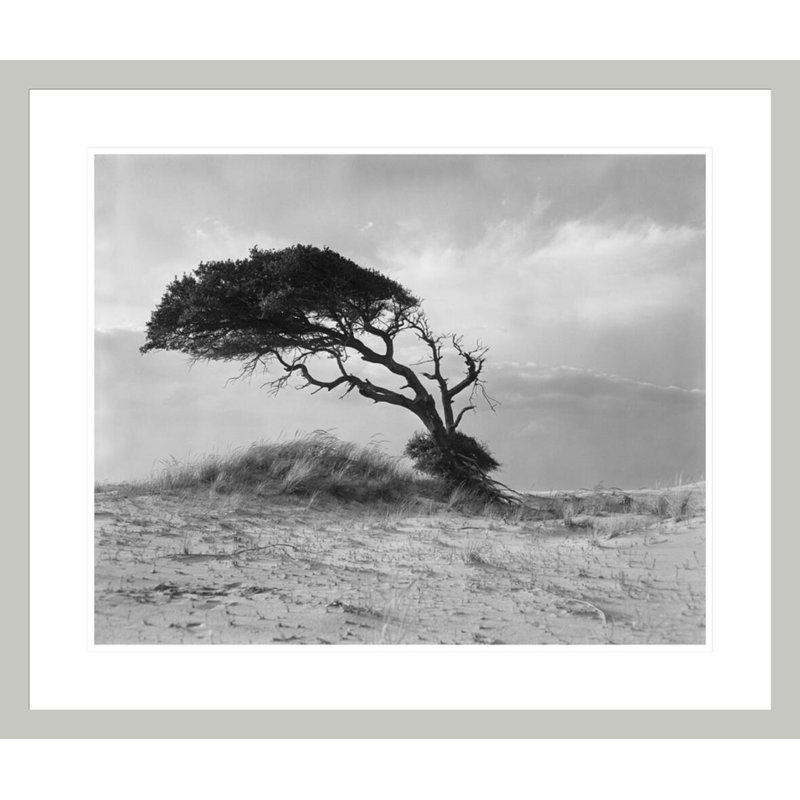 «Live Oak Outer Banks North Carolina» par Hugh Morton, impression giclée sur cadre, H 23,5 po x l 27,68 po