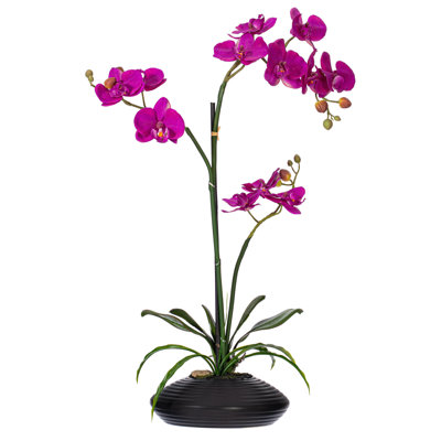 Orchids Arrangement in Pot