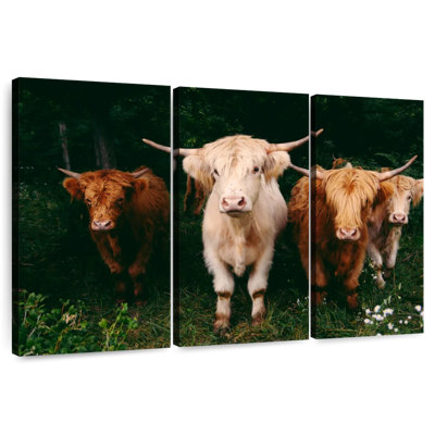 Vaches Highland