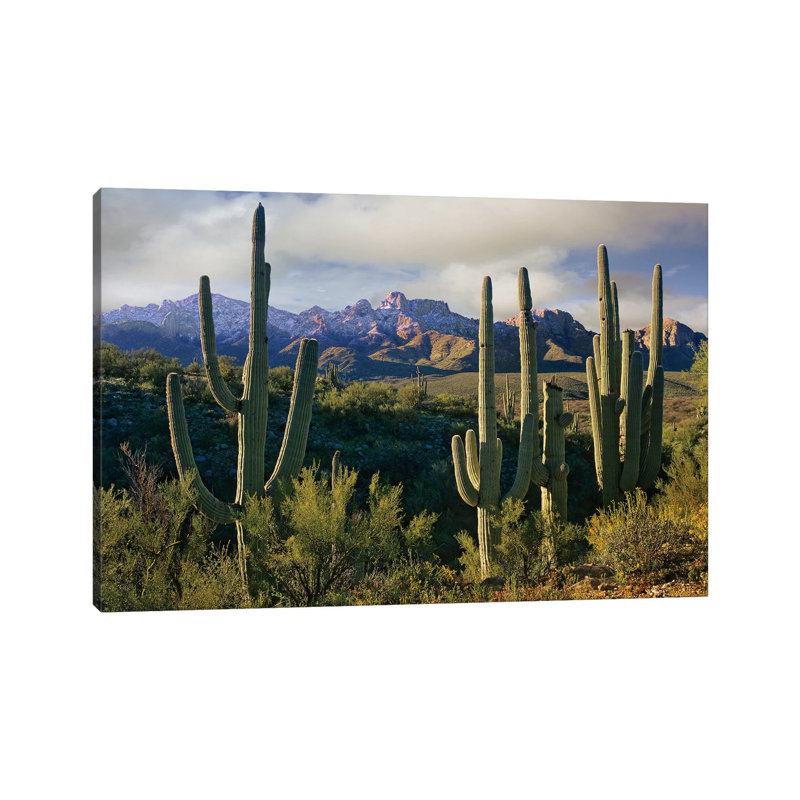 Saguaro Cacti And Santa Catalina Mountains, Arizona by Tim Fitzharris - Wrapped Canvas Gallery-Wrapped Canvas Giclée