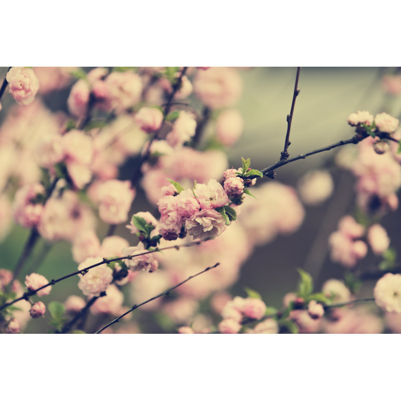Almond Blossom by Tatiana_Didenko - Wrapped Canvas Print, 20cm H x 30cm W x 3.8cm D