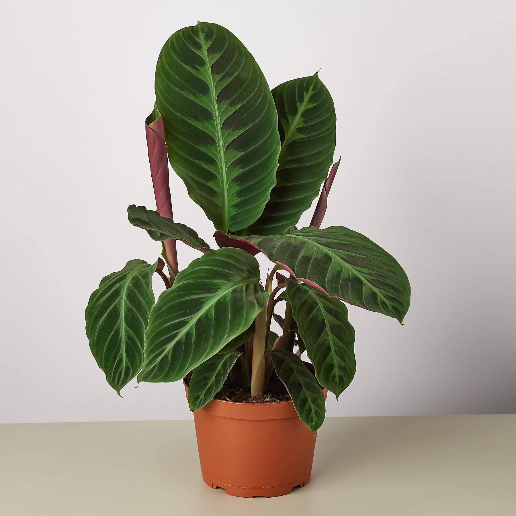 House Plant Shop Live Foliage Plant | Wayfair