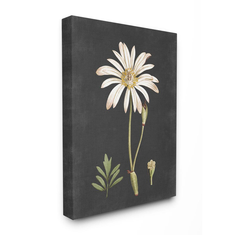 « botanique drawing white on black design », impression, Toile tendue, H 20 po x l 16 po