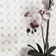 Bianco Dolomite 12.4 in. x 12.4 in. Polished Marble Mosaic Tile