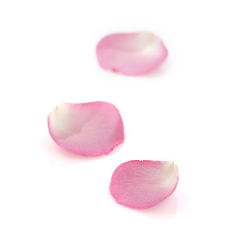 Pink rose petals on white, 46cm H x 30cm W