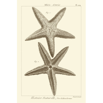 Striking Starfish I - Graphic Art