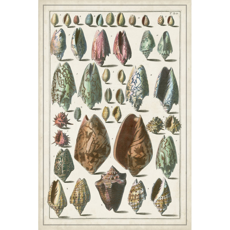 Grand Seba Shells I - Graphic Art, 122 cm H x 81 cm W, Wrapped Canvas