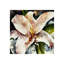 Moonlight Blossoms Print by Sydney Edmunds-26948012-26948017
