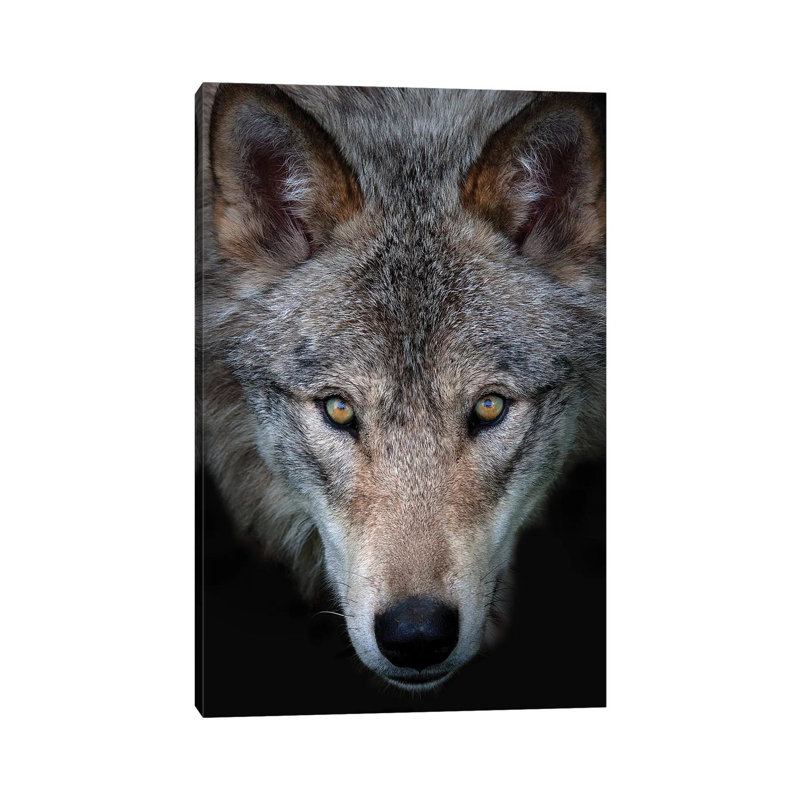 All The Better To See You - Timber Wolf by Jim Cumming - Wrapped Canvas Print, 30.48cm H x 20.32cm W x 1.91cm D