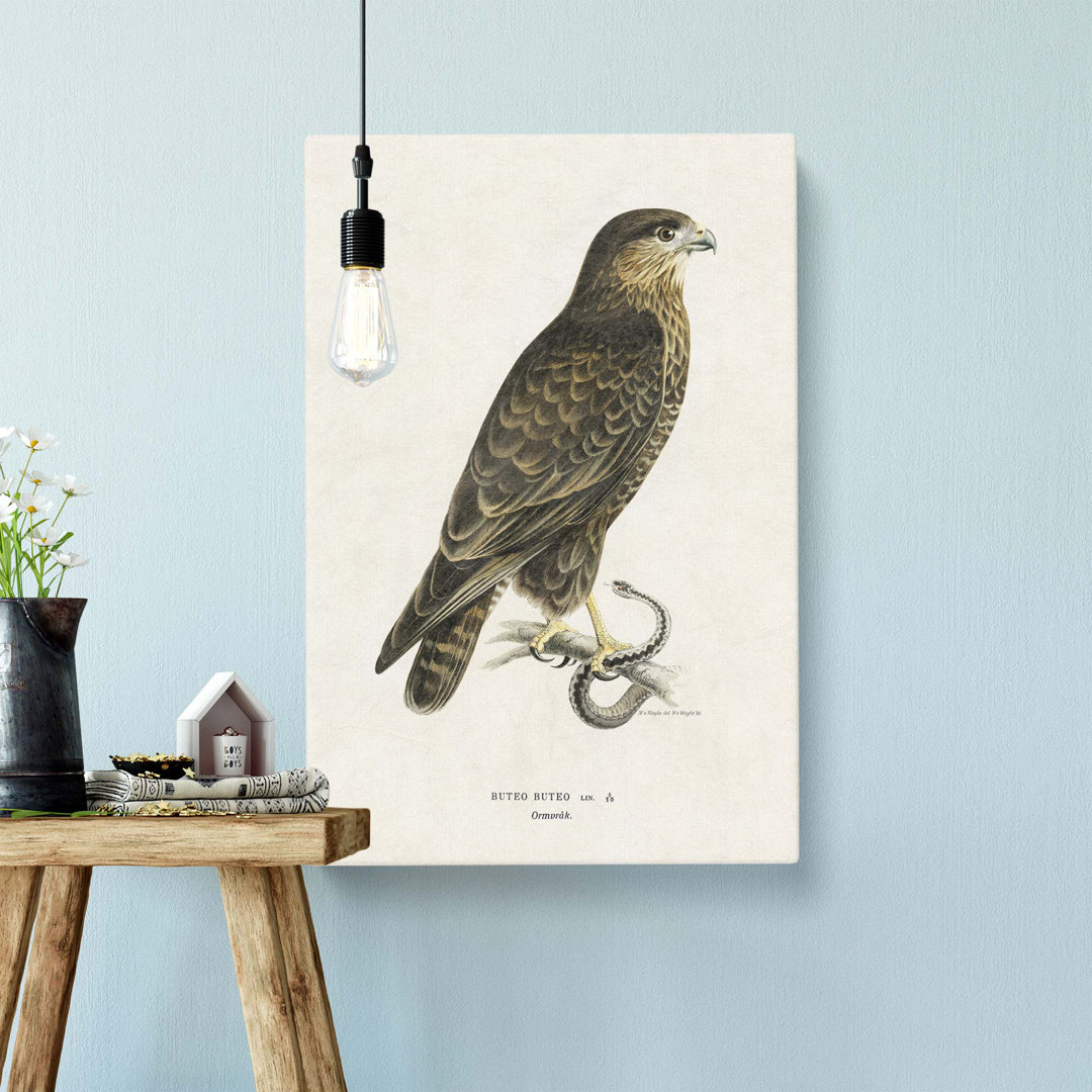 The Common Buzzard by Von Wright - Wrapped Canvas