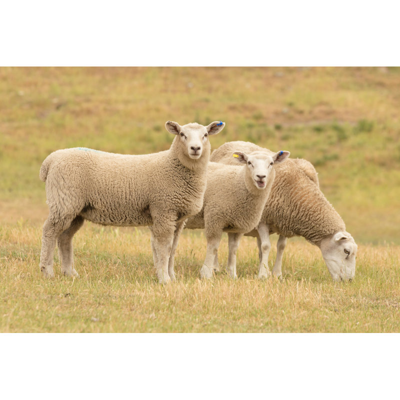Cute Sheep On Glass Field by Pranodhm - Wrapped Canvas Print, 30cm H x 46cm W x 3.8cm D