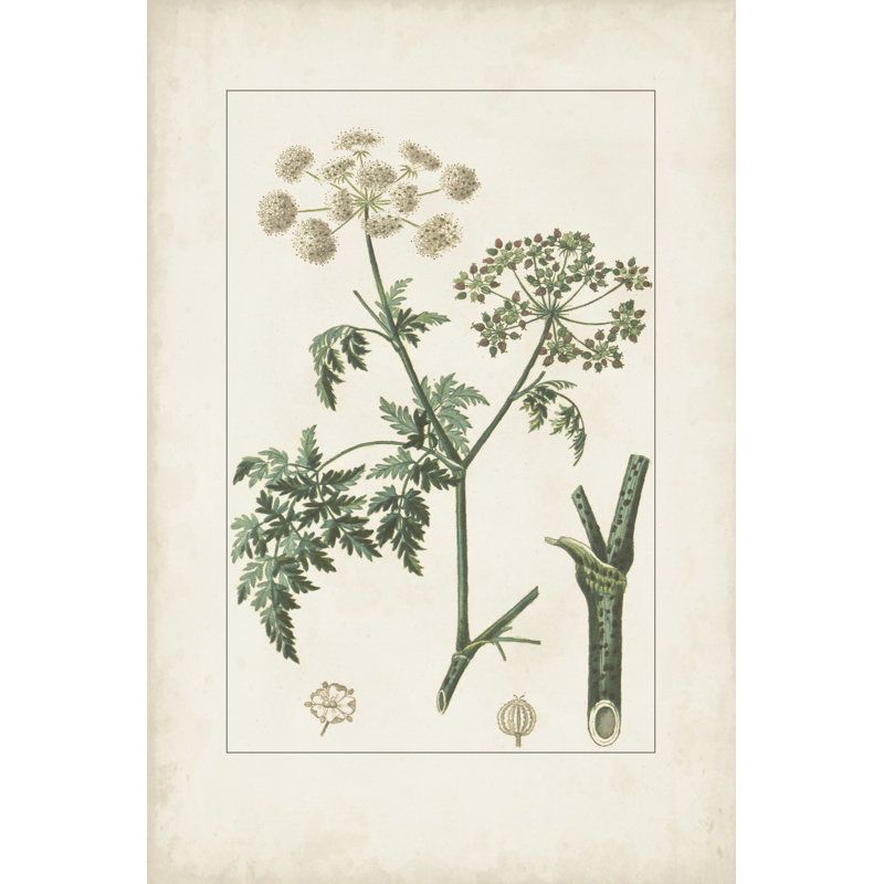 Antique Turpin Botanical IX by Turpin - Print on Canvas, Black Floater Framed, 46 cm H x 30 cm W
