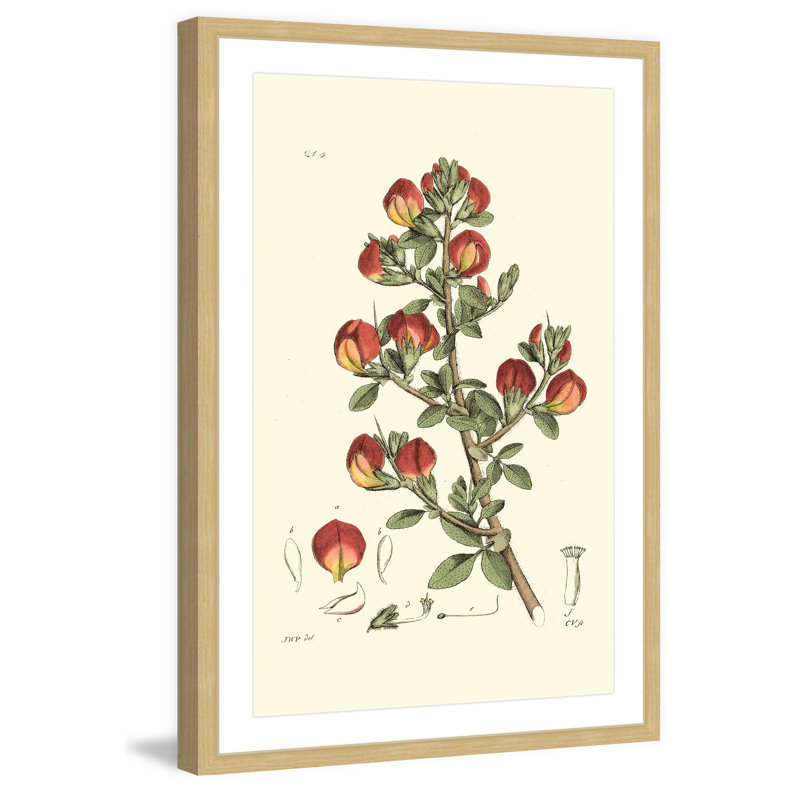 «Antique Floral I», reproduction d'art encadrée, H 24 po x l 16 po x P 1,5 po