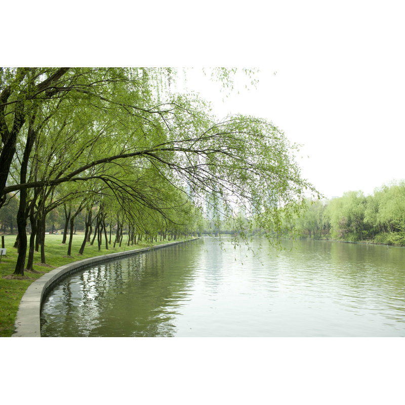 Willow Trees Riverbank par Tonyyao - Photographie sur toile tendue, L 36 po x H 24 po