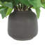 Sedum Bush dans un vase Fiberstone-1374902516