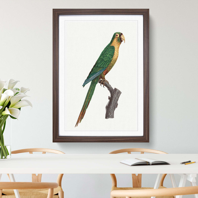 Musk Lorikeet by F. Levaillant - Picture Frame Painting Print, Walnut Framed, 36cm H x 27cm W x 2cm D