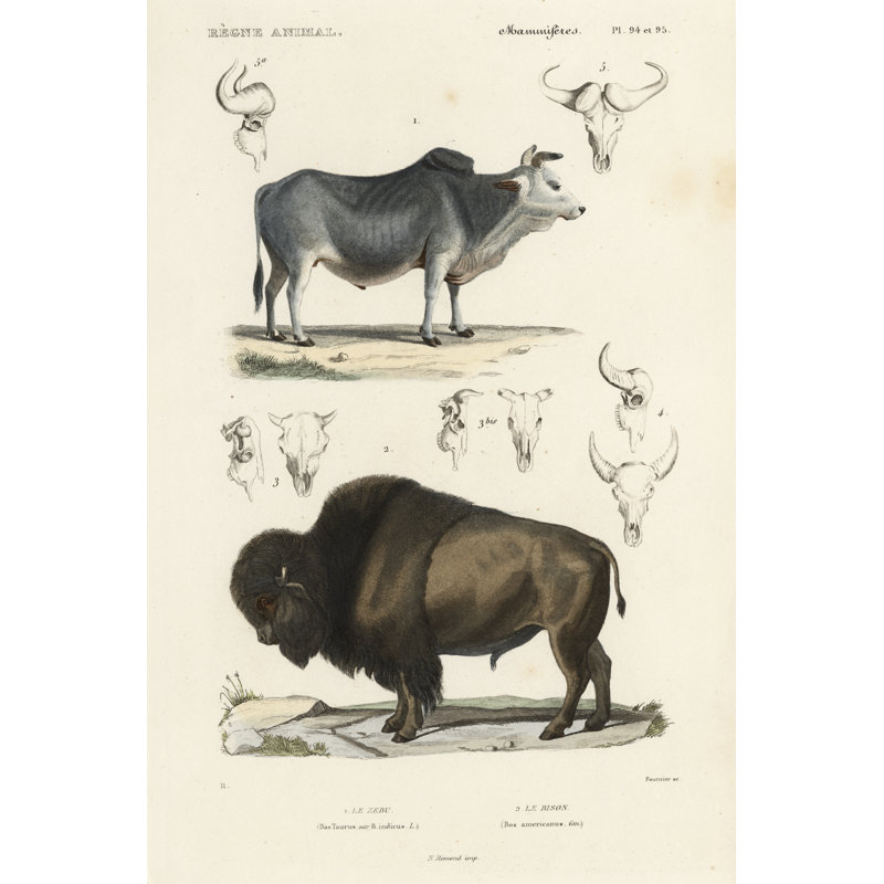Antique Cow And Bison Study by N. Remond - Wrapped Canvas Painting, 91cm H x 61cm W
