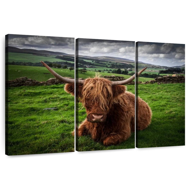 Mellow Highland Cow, 20" H x 33" W