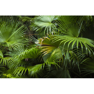 Emileigh " Palm Trees "