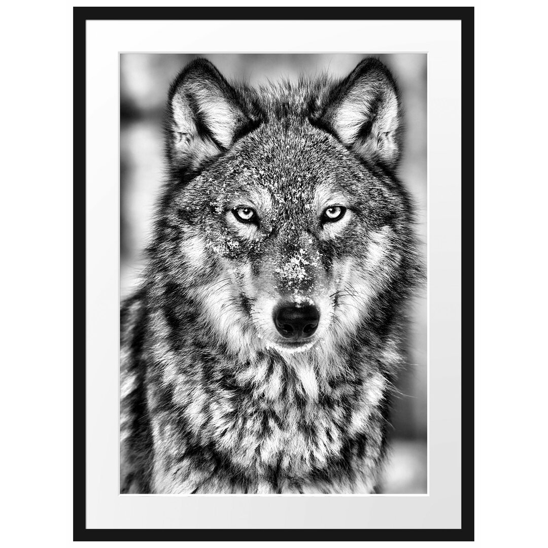 Gerahmtes Poster Wachsamer Wolf