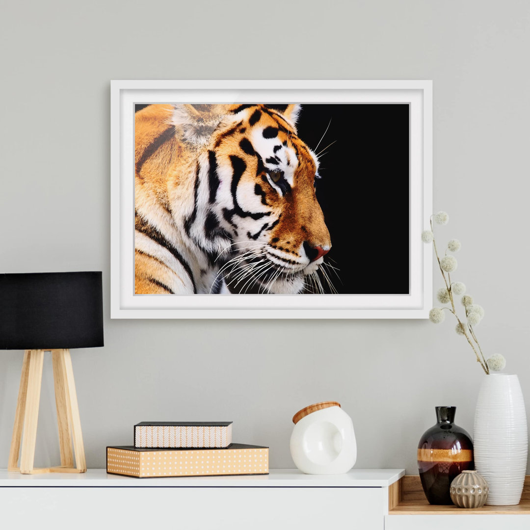 Gerahmtes Poster Tiger Beauty