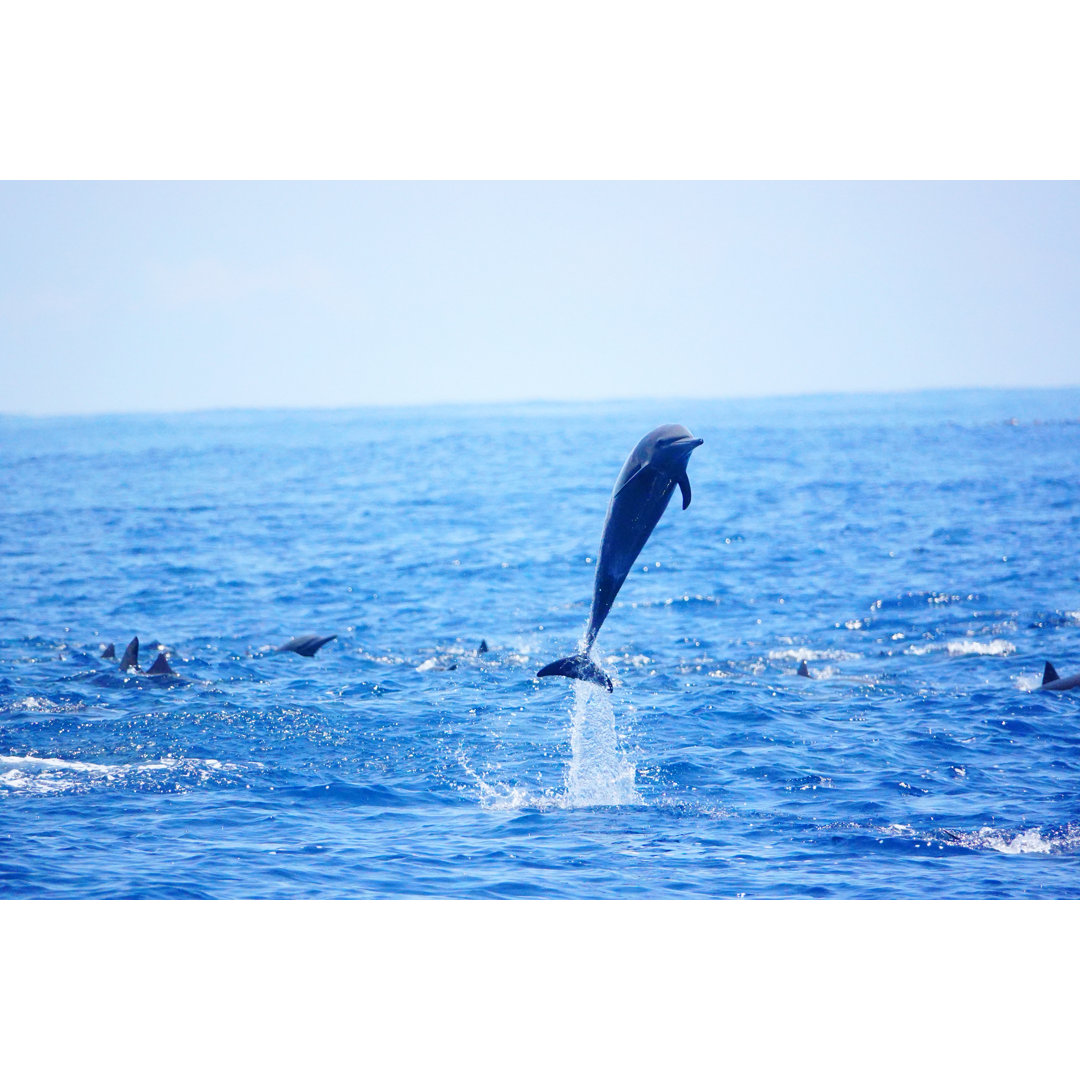 Delfin bricht im Meer - Leinwandbild