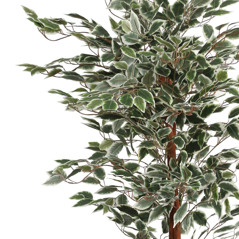 Anivea 160cm Faux Ficus Tree in Pot
