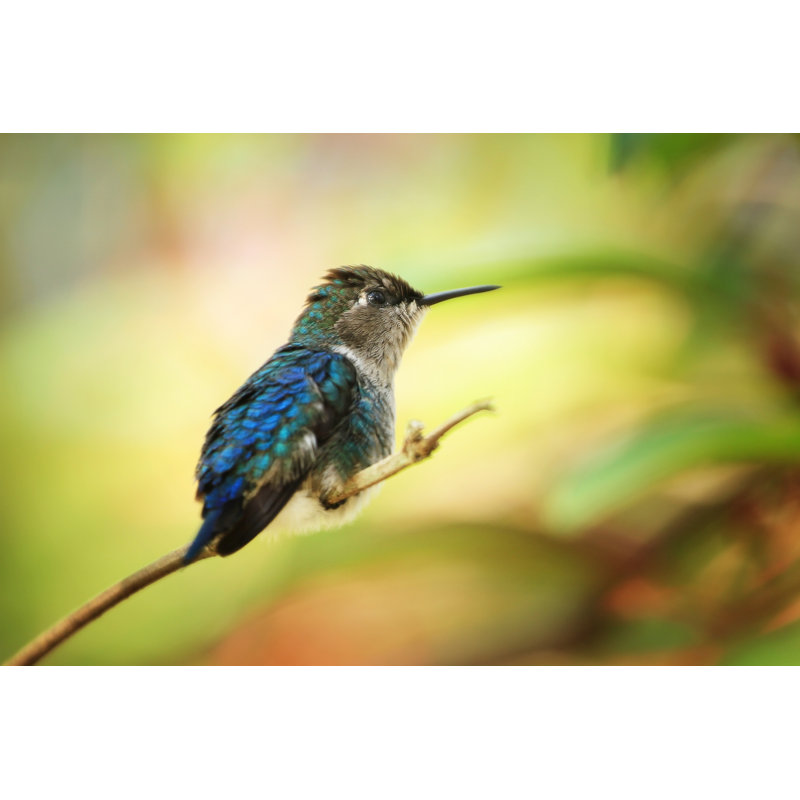 Bee Hummingbird - Wrapped Canvas Print, 61cm H x 91cm W x 3.8cm D