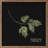 Parsley Black-1712836811
