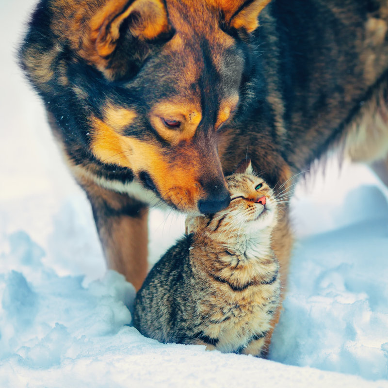 Dog And Cat Playing In The Snow by Vvvita - Wrapped Canvas Print, 30cm H x 30cm W x 3.8cm D