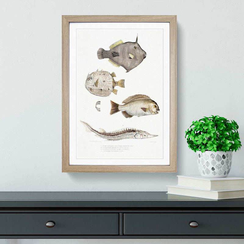 Selection of Fish by John Edward Gray - Picture Frame Painting Print, 36cm H x 27cm W x 2cm D, Oak Framed