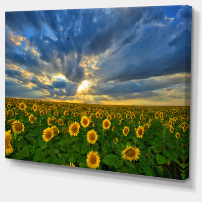 " Beauty Sunset Over Sunflowers "
