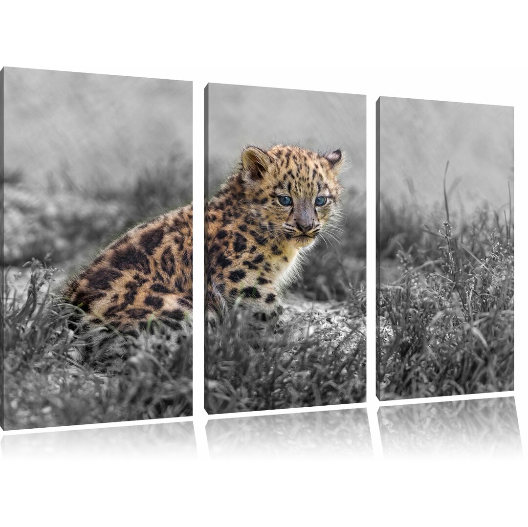 3-tlg. Leinwandbilder-Set Junger Süßer Leopard im Gras, Fotodruck