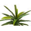 21cm Faux Banana Leaf Plant in Pot