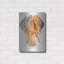 "Vizsla hongroise" par Barbara Keith-594243296